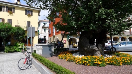 De oude olm bij het stoplicht in Mergozzo.
