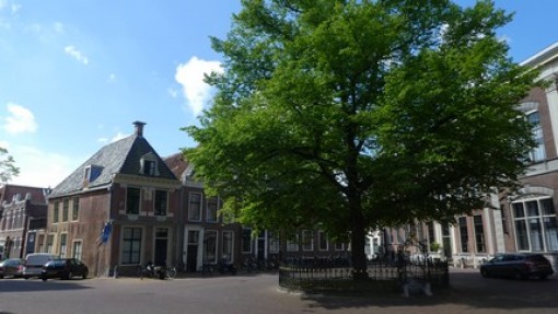 Wilhelminaplein met de boom ter ere van troonsbestijging van Wilhelmina.