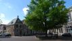 Wilhelminaplein met de boom ter ere van troonsbestijging van Wilhelmina.