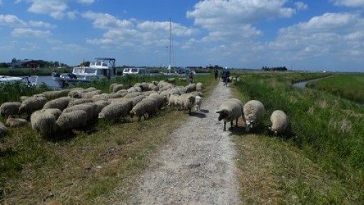 Op de dijk een kudde schapen.