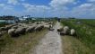 Op de dijk een kudde schapen.