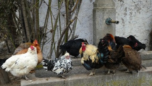 De kippen lopen los op de binnenplaats.
